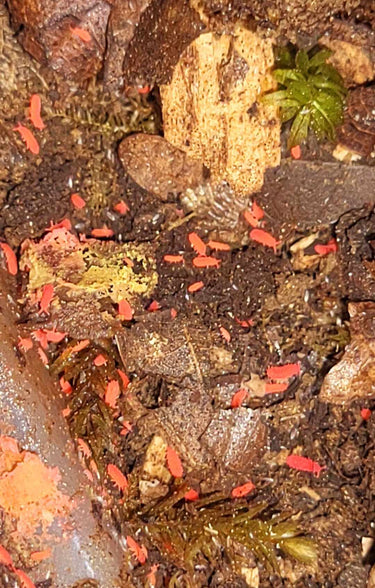 thai red springtails